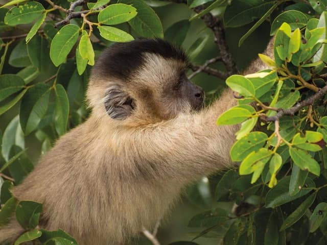 Macaco no Pantanal